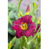 Liliowiec 'Ruby Stella' Hemerocallis