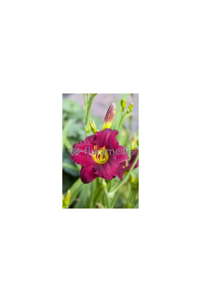 Liliowiec 'Ruby Stella' Hemerocallis