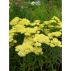 Krwawnik ogrodowy 'Summer Fruits Lemon' | Achillea millefolia