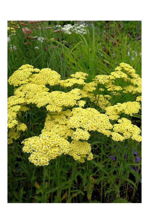Krwawnik ogrodowy 'Summer Fruits Lemon' | Achillea millefolia