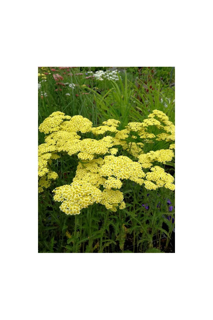 Krwawnik ogrodowy 'Summer Fruits Lemon' | Achillea millefolia