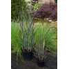 Proso rózgowate 'Purple Breeze' | Panicum virgatum