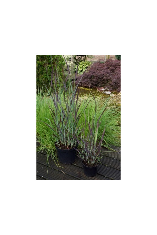 Proso rózgowate 'Purple Breeze' | Panicum virgatum