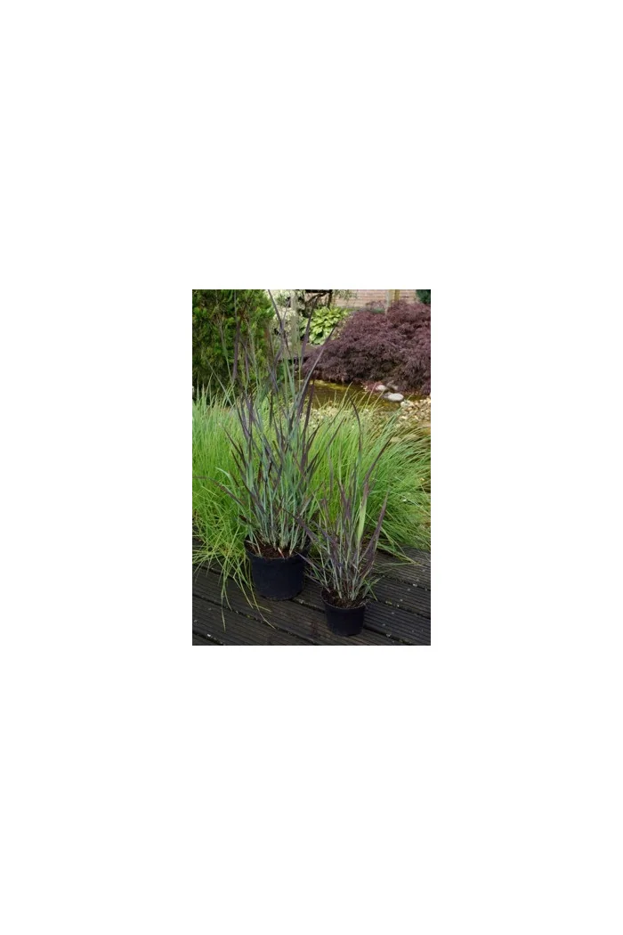Proso rózgowate 'Purple Breeze' | Panicum virgatum