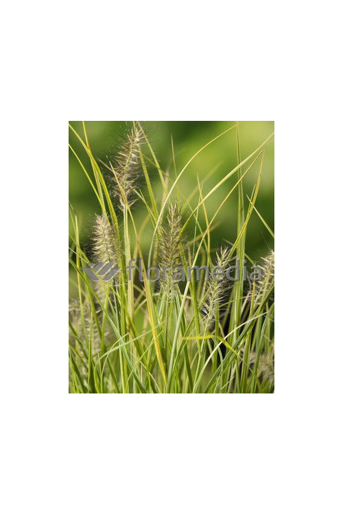 Rozplenica japońska 'Jommenik' | Pennisetum alopecuroides