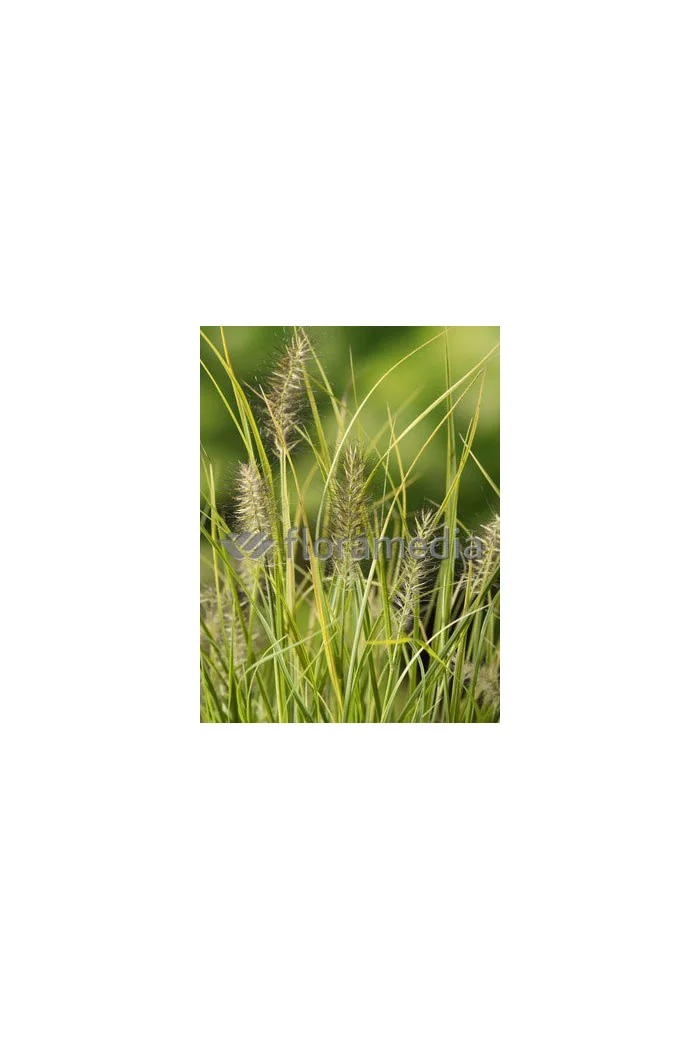 Rozplenica japońska 'Jommenik' | Pennisetum alopecuroides