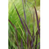 Proso rózgowate 'Purple Breeze' | Panicum virgatum