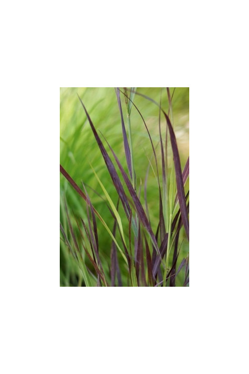 Proso rózgowate 'Purple Breeze' | Panicum virgatum