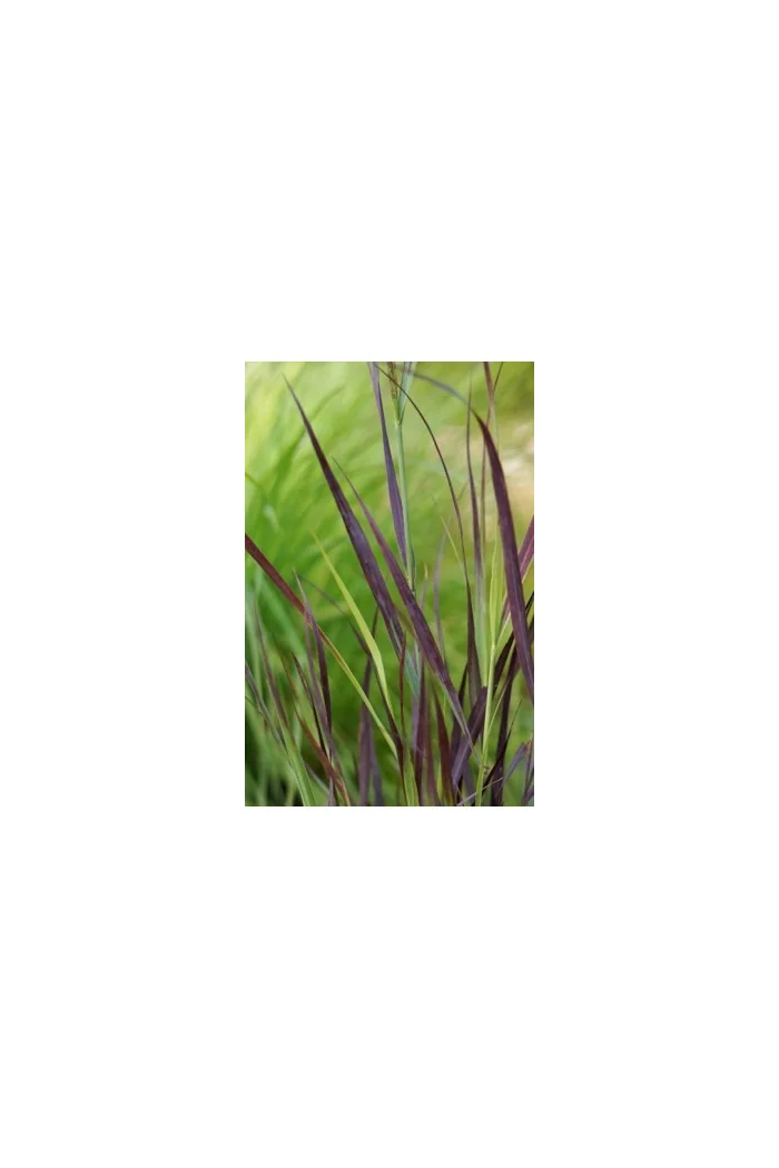 Proso rózgowate 'Purple Breeze' | Panicum virgatum