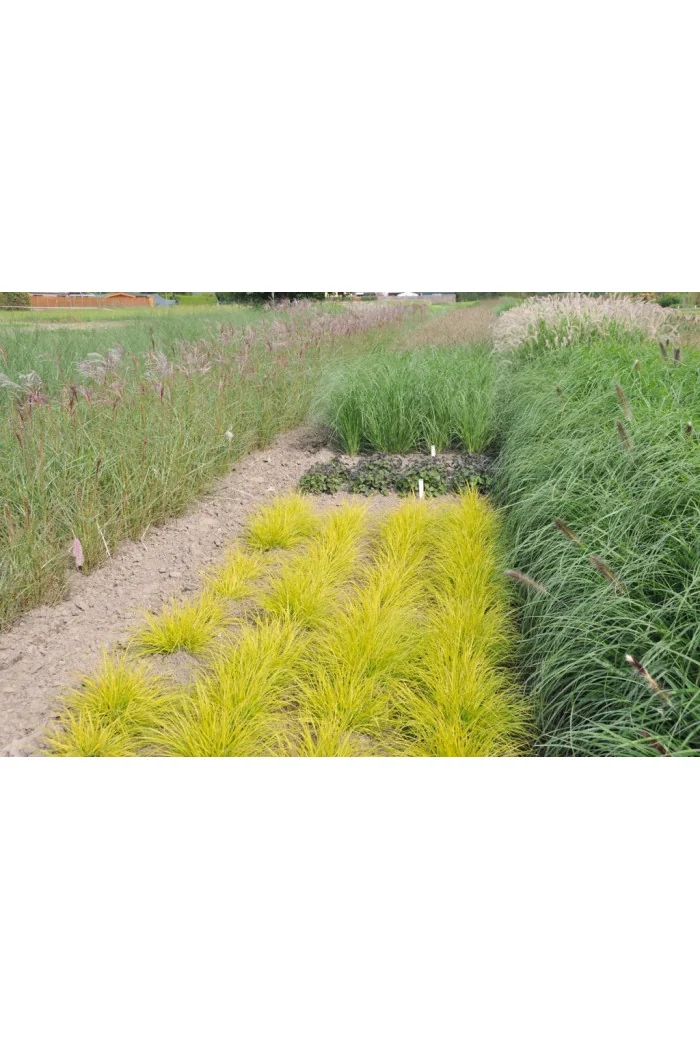Rozplenica japońska 'Jommenik' | Pennisetum alopecuroides