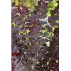 Perukowiec podolski 'Follis Purpureis' Cotinus coggygria