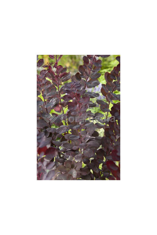 Perukowiec podolski 'Follis Purpureis' Cotinus coggygria