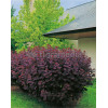 Perukowiec podolski 'Follis Purpureis' Cotinus coggygria