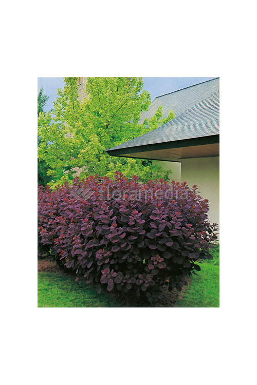 Perukowiec podolski 'Follis Purpureis' Cotinus coggygria