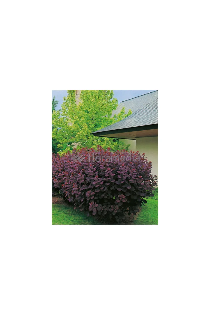 Perukowiec podolski 'Follis Purpureis' Cotinus coggygria