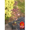 Perukowiec podolski 'Follis Purpureis' Cotinus coggygria