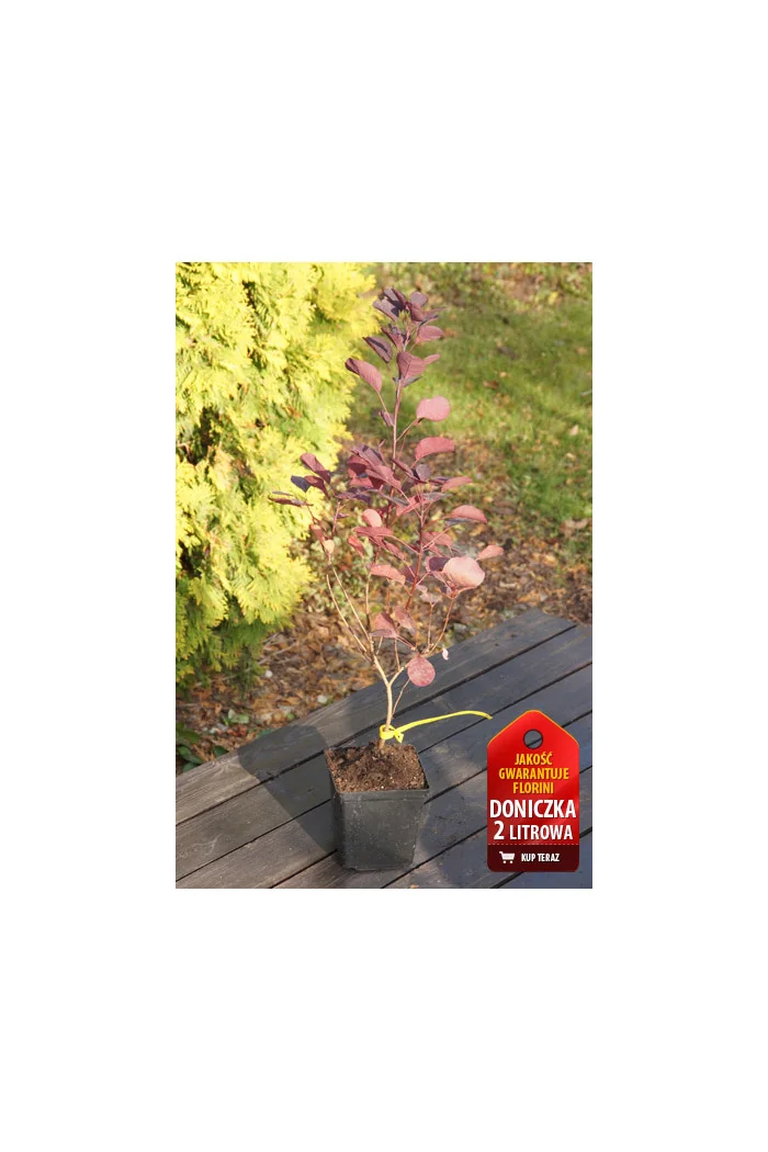Perukowiec podolski 'Follis Purpureis' Cotinus coggygria