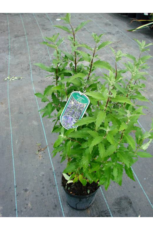 Barbula klandońska 'Heavenly Blue' | Caryopteris x clandonensis