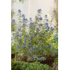 Barbula klandońska 'Heavenly Blue' | Caryopteris x clandonensis