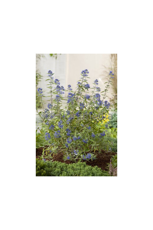 Barbula klandońska 'Heavenly Blue' | Caryopteris x clandonensis