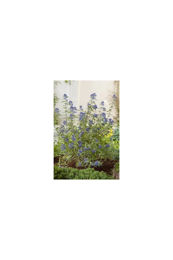 Barbula klandońska 'Heavenly Blue' | Caryopteris x clandonensis