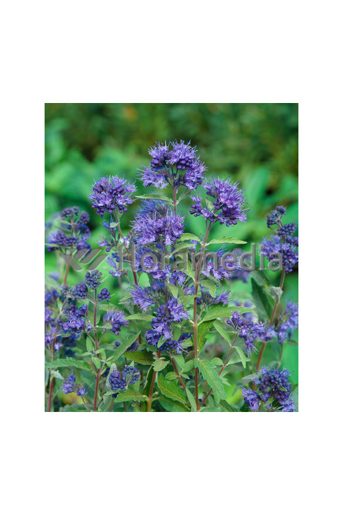 Barbula klandońska 'Heavenly Blue' | Caryopteris x clandonensis