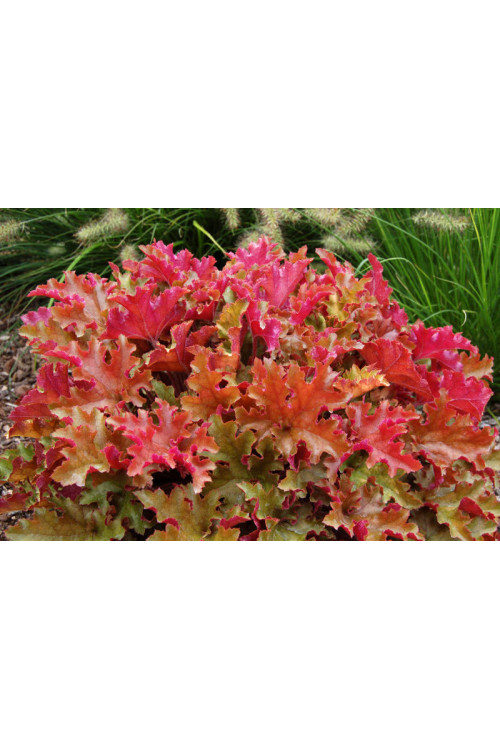 Żurawka 'Marmalade' | Heuchera