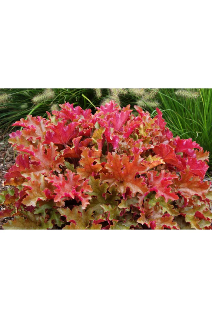Żurawka 'Marmalade' | Heuchera