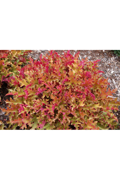 Żurawka 'Marmalade' | Heuchera