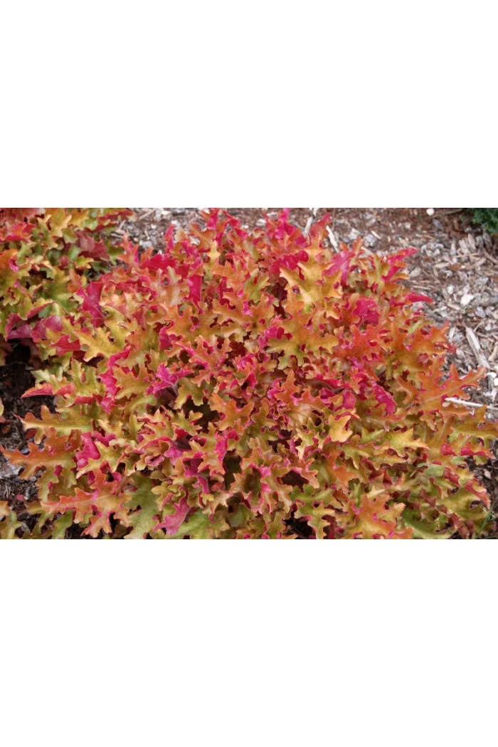 Żurawka 'Marmalade' | Heuchera