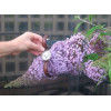 Budleja dawida 'Guliver' | Buddleja davidii