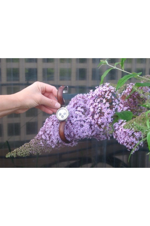 Budleja dawida 'Guliver' | Buddleja davidii