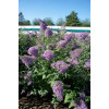 Budleja dawida 'Guliver' | Buddleja davidii