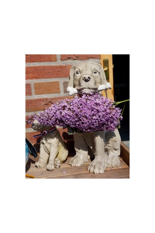 Budleja dawida 'Guliver' | Buddleja davidii