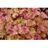 Żurawka 'Marmalade' | Heuchera