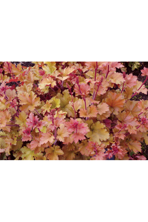Żurawka 'Marmalade' | Heuchera