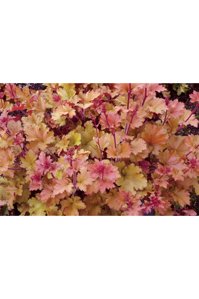 Żurawka 'Marmalade' | Heuchera