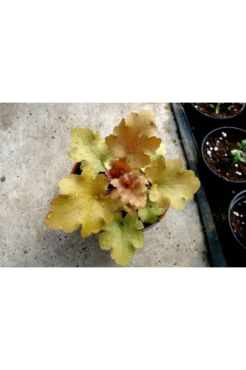 Żurawka 'Marmalade' | Heuchera