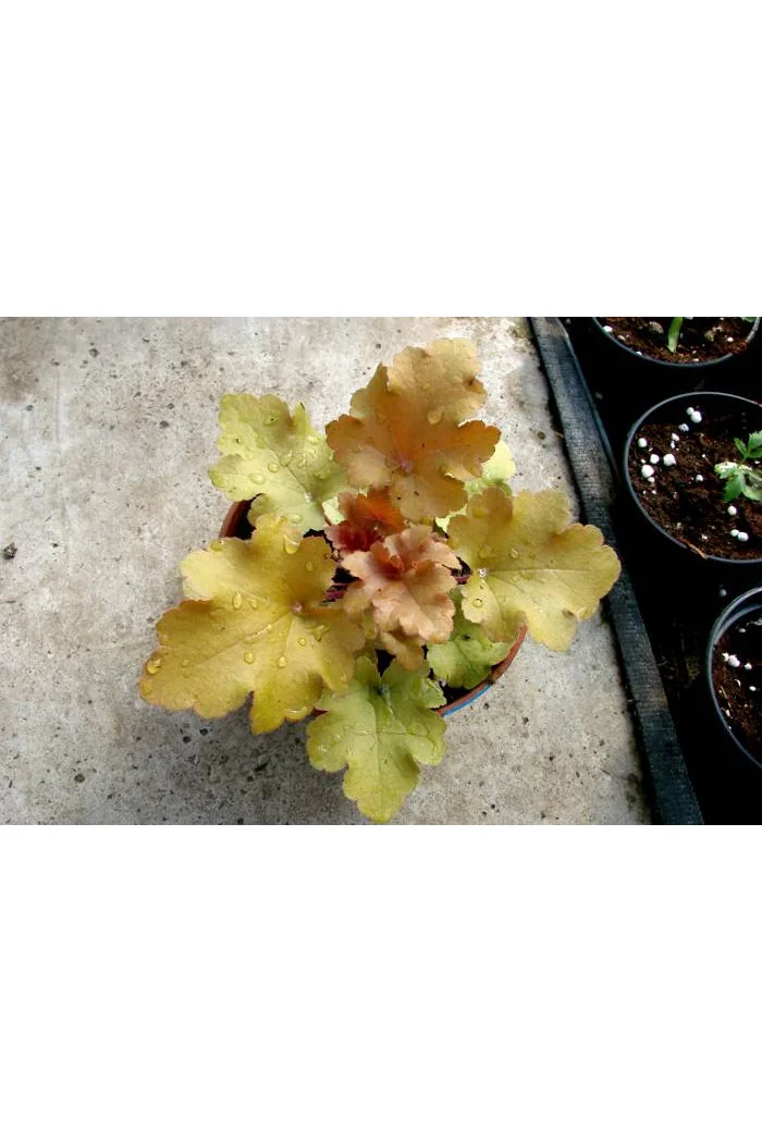 Żurawka 'Marmalade' | Heuchera