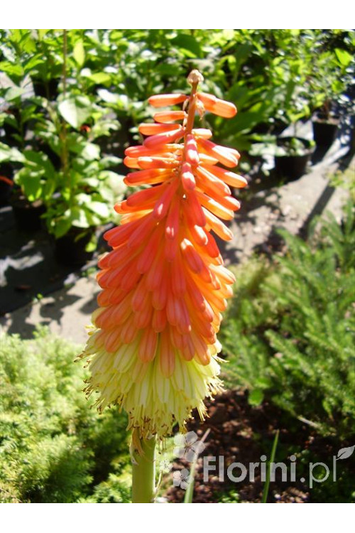 Trytoma groniasta 'Flamenco' | Kniphofia uvaria