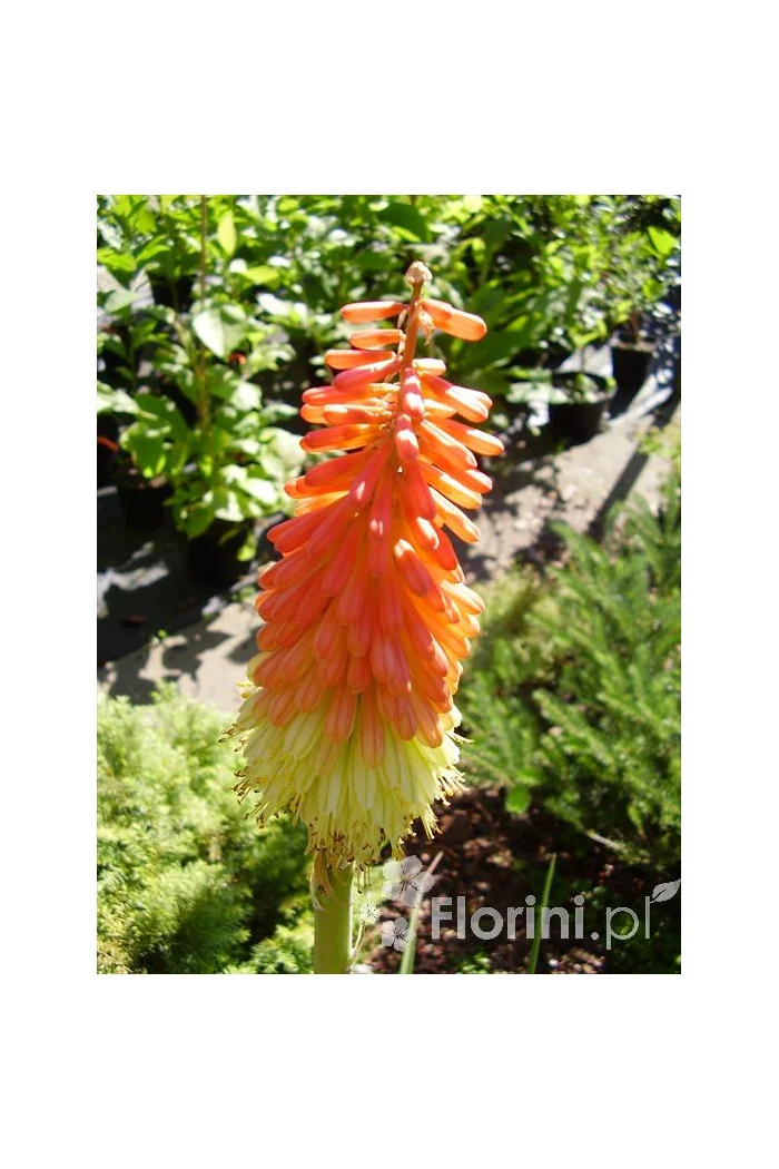 Trytoma groniasta 'Flamenco' | Kniphofia uvaria