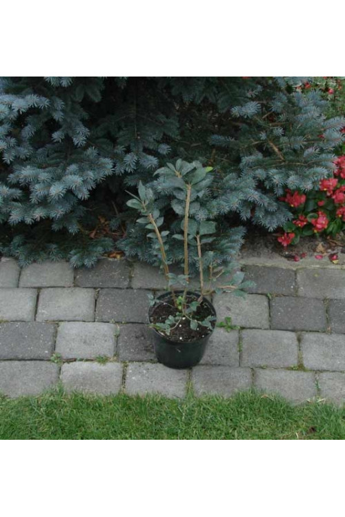 Trzmielina oskrzydlona | Euonymus alatus