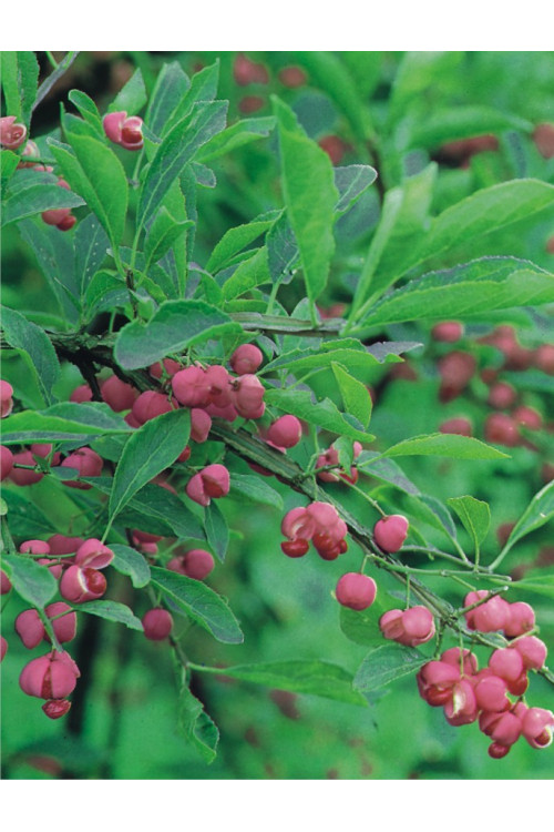 Trzmielina oskrzydlona | Euonymus alatus