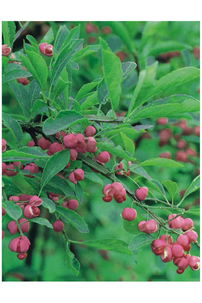 Trzmielina oskrzydlona | Euonymus alatus