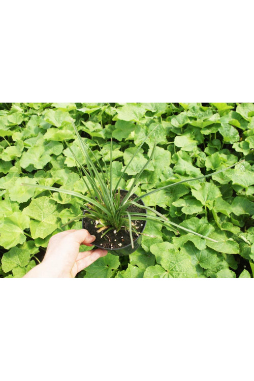 Trytoma groniasta 'Flamenco' | Kniphofia uvaria