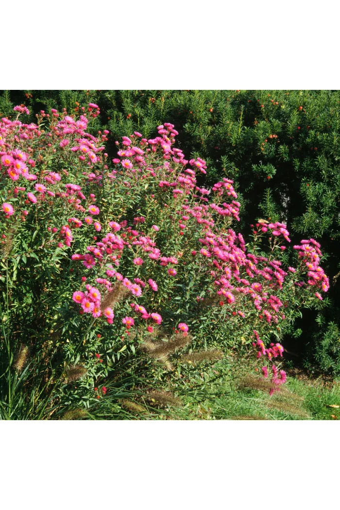Aster nowobelgijski 'Fuldatal' Aster novi-belgii