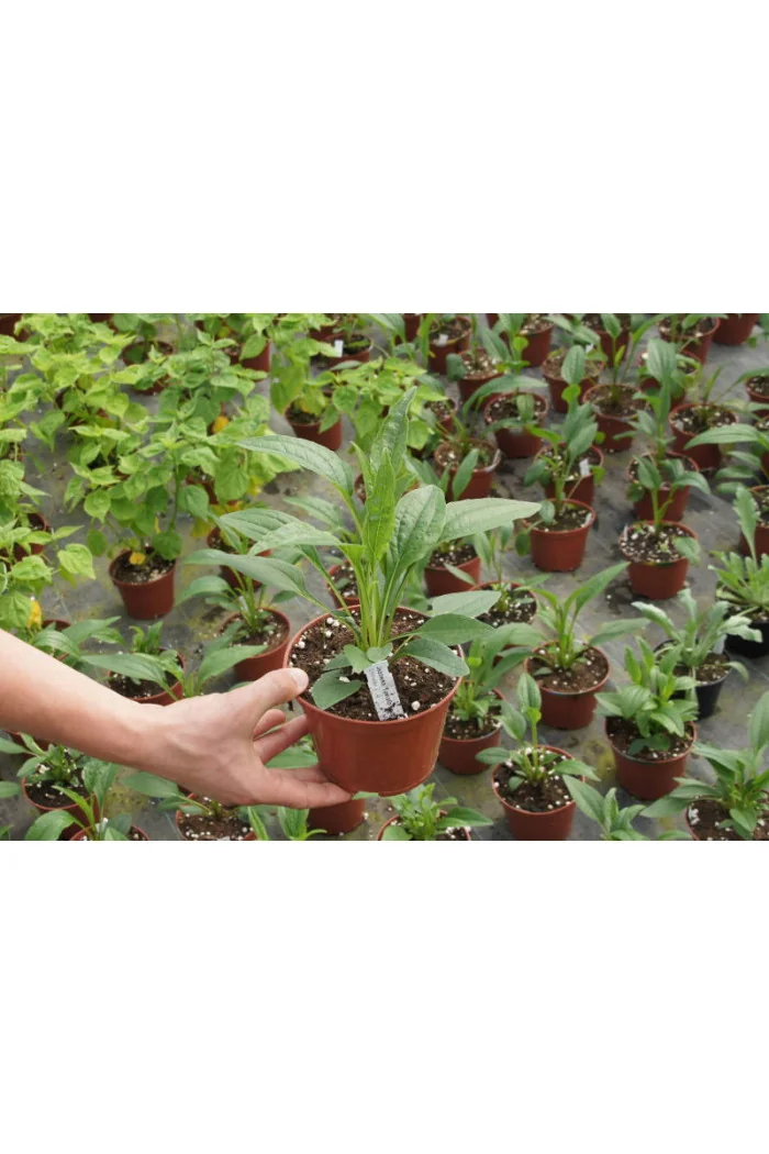 Jeżówka 'SunMagic Vintage Pink' | Echinacea