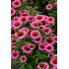 Jeżówka 'SunMagic Vintage Pink' | Echinacea