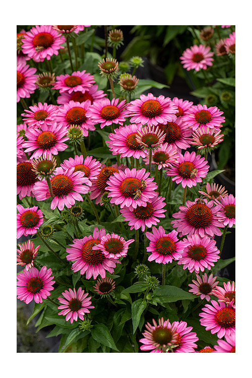 Jeżówka 'SunMagic Vintage Pink' | Echinacea
