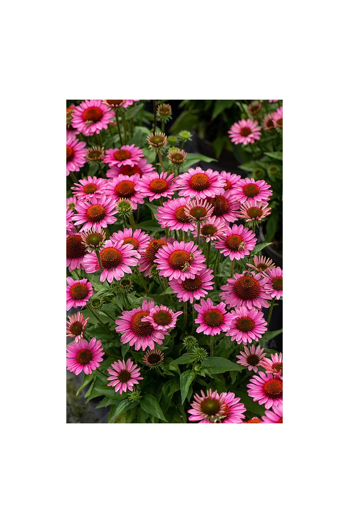 Jeżówka 'SunMagic Vintage Pink' | Echinacea